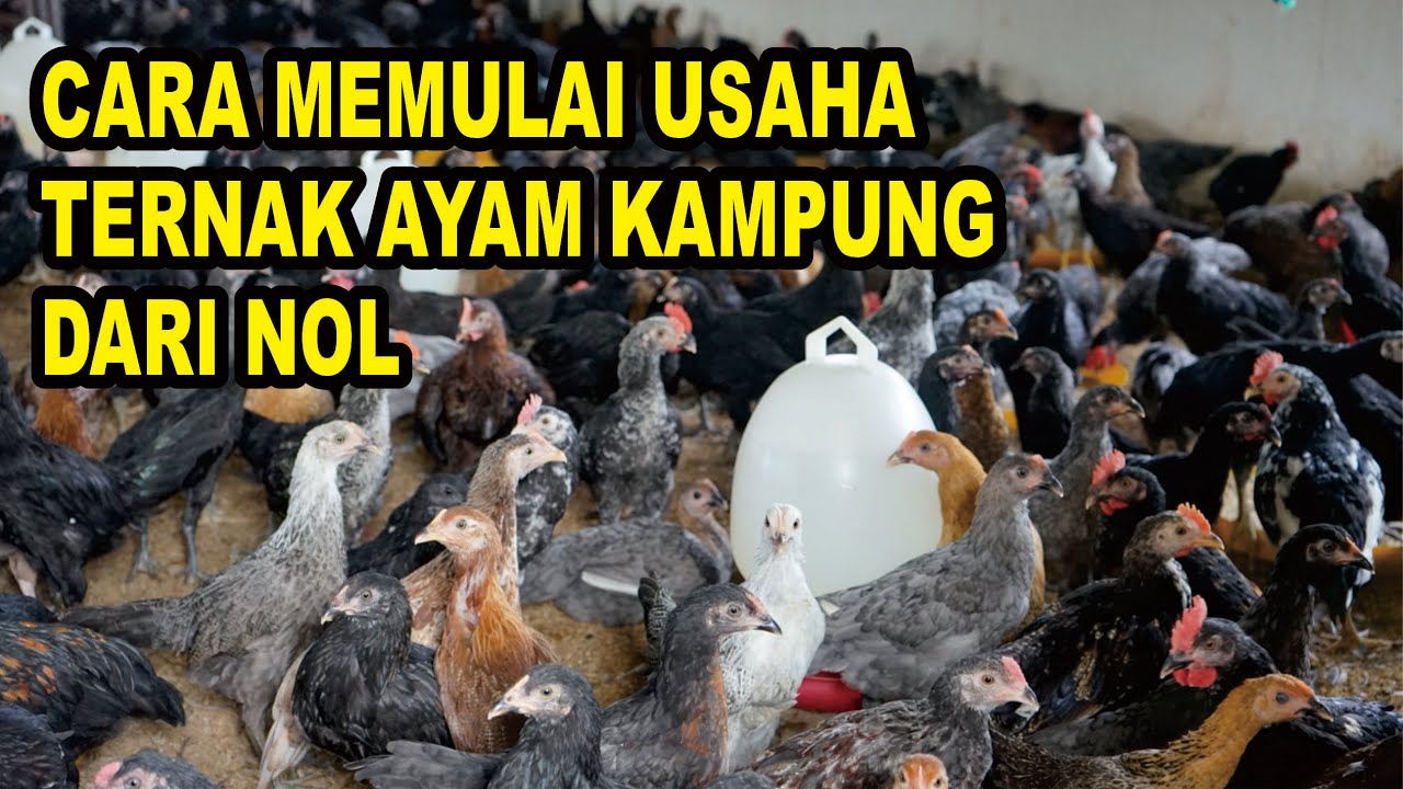 CARA MEMULAI USAHA TERNAK AYAM KAMPUNG DARI NOL