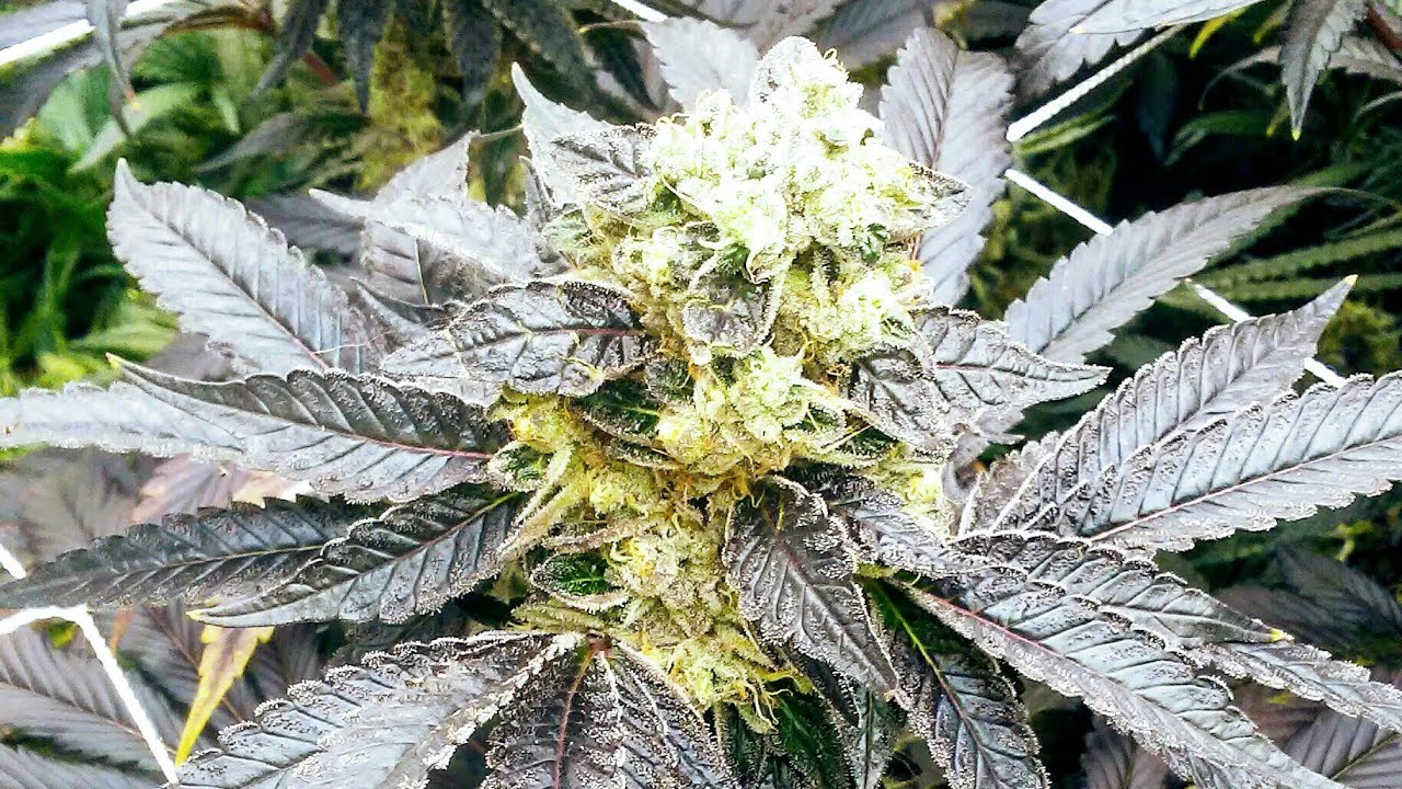 Week 6 Of Flower - GreenPoint seeds ( LINK TO SEEDS IN DESCRIPTION)