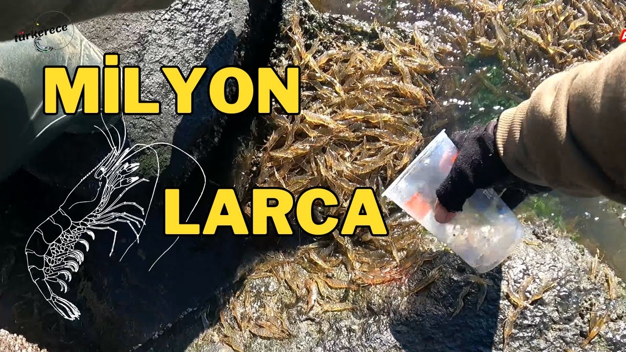 Levrek ve tüm balıkların yemi milyonlarca teke !!