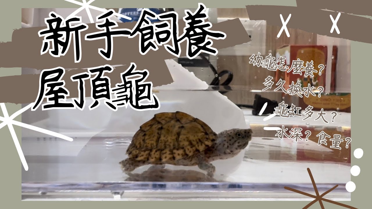 新手養屋頂龜！剛買澤龜回家該怎麼設置飼養箱？屋頂龜飼養新手禮包開箱！【養龜日記#1】