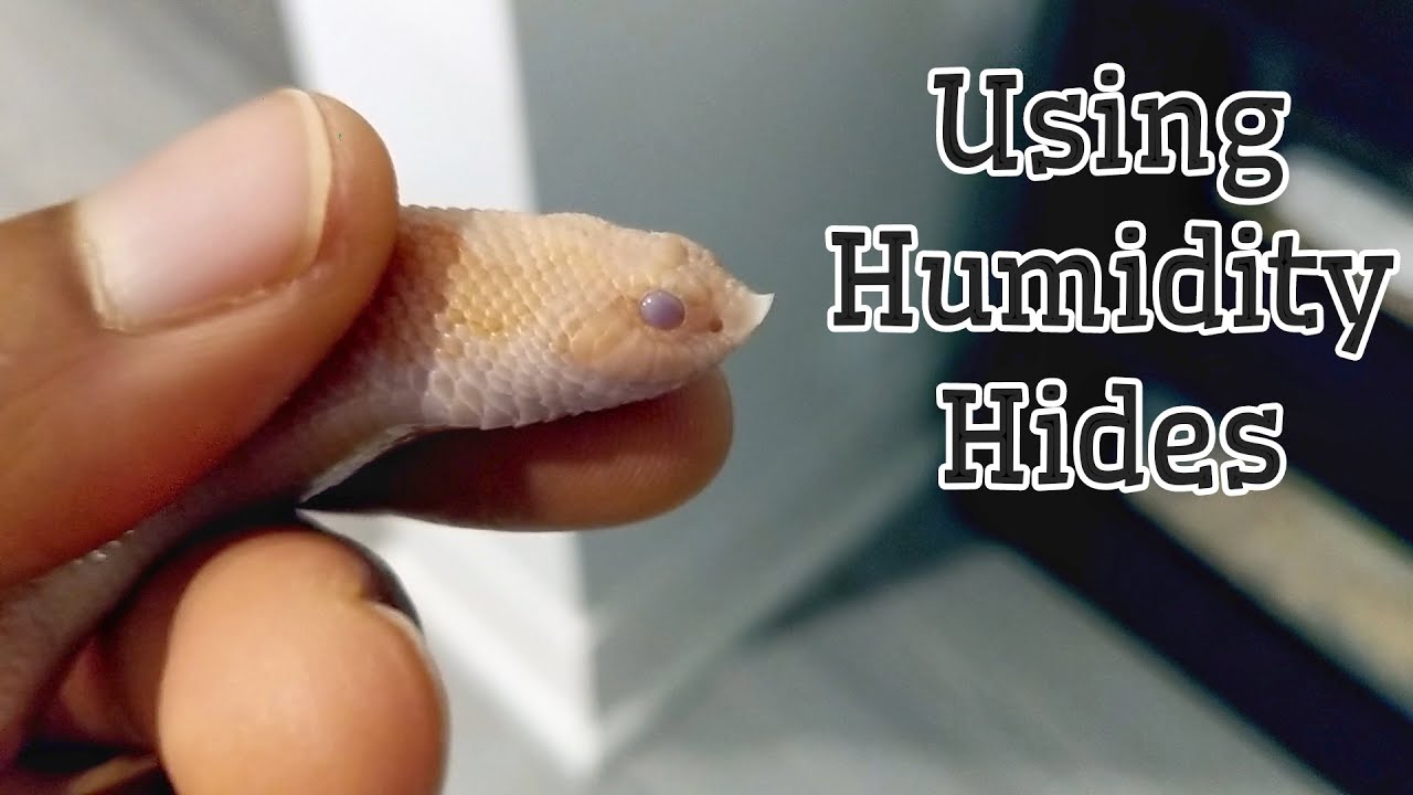 Simple Humidity Hides for Hognose Snakes