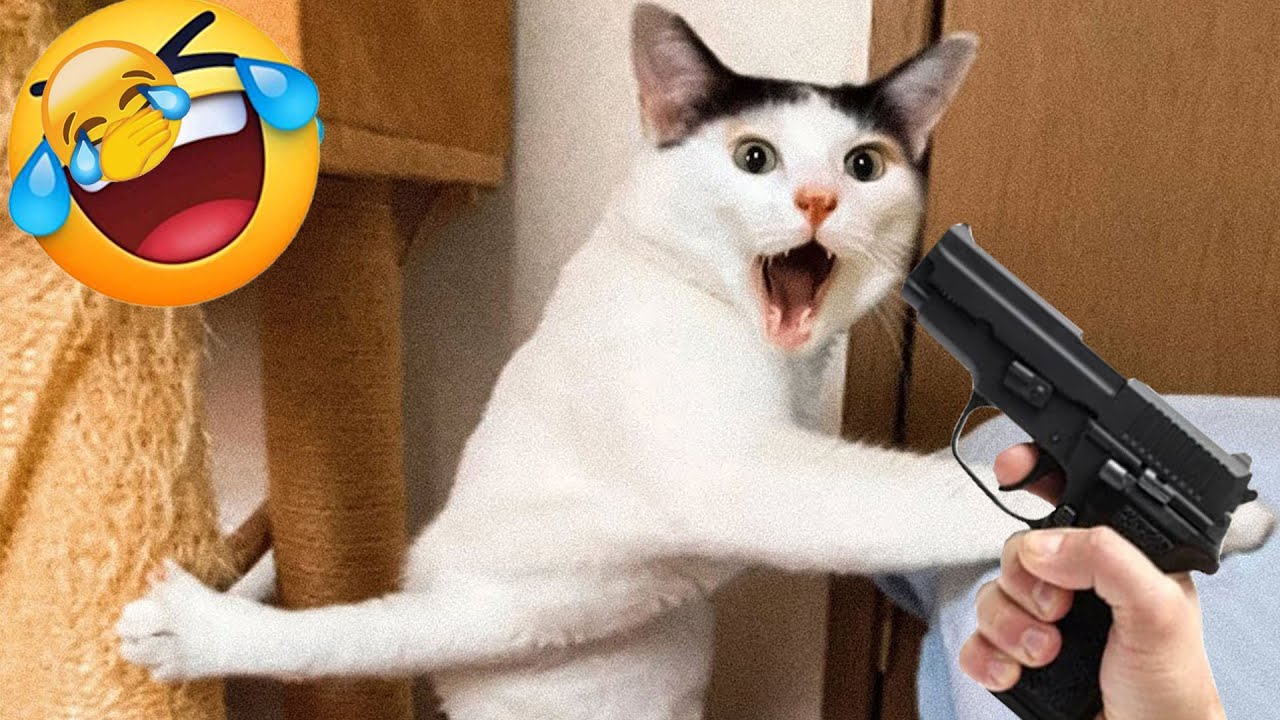 You Laugh You Lose 🐕 Funniest Cats and Dogs 2026😁 Part 5