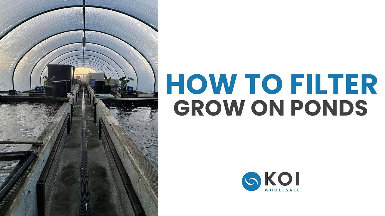 How to Properly Filter a Grow on Pond for Koi Fish