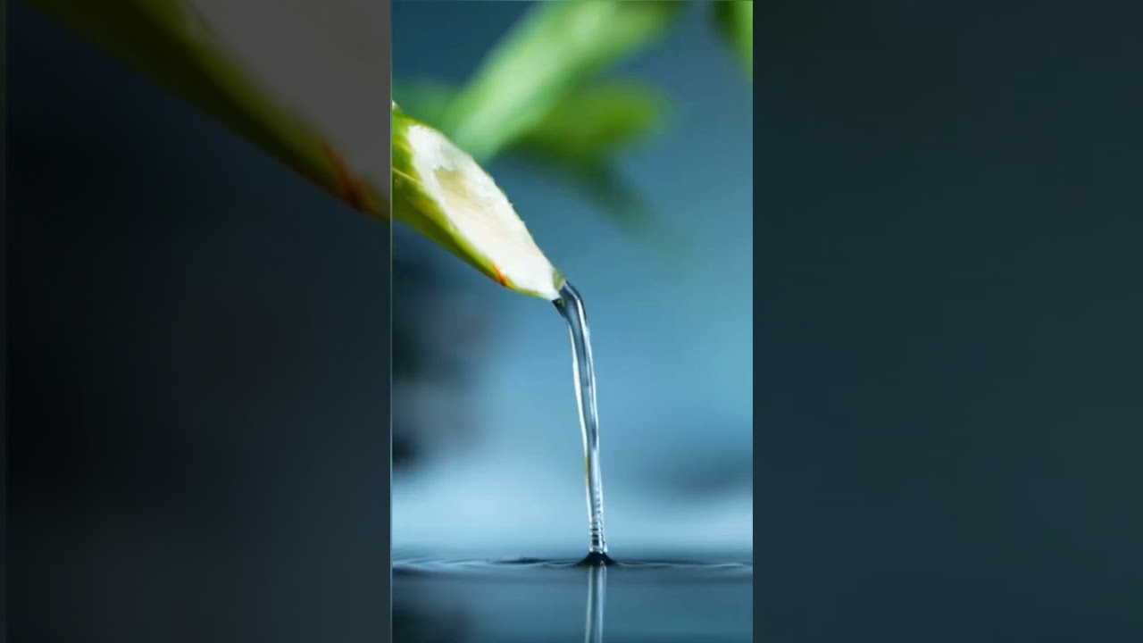 Bamboo Water Dripping Sounds Incredible!#viralshorts #viralvideo