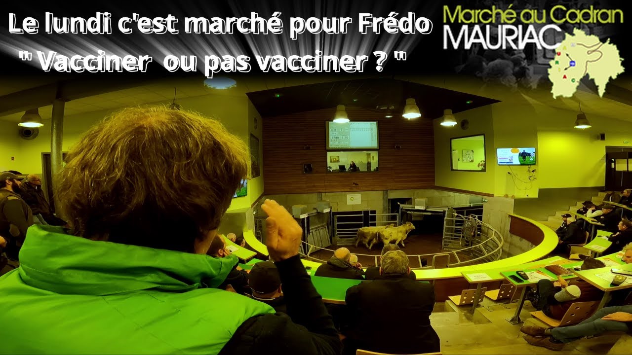 Jour de marché au cadran de Mauriac pour Frédo, éleveur de Bovins à La Tour d'Auvergne
