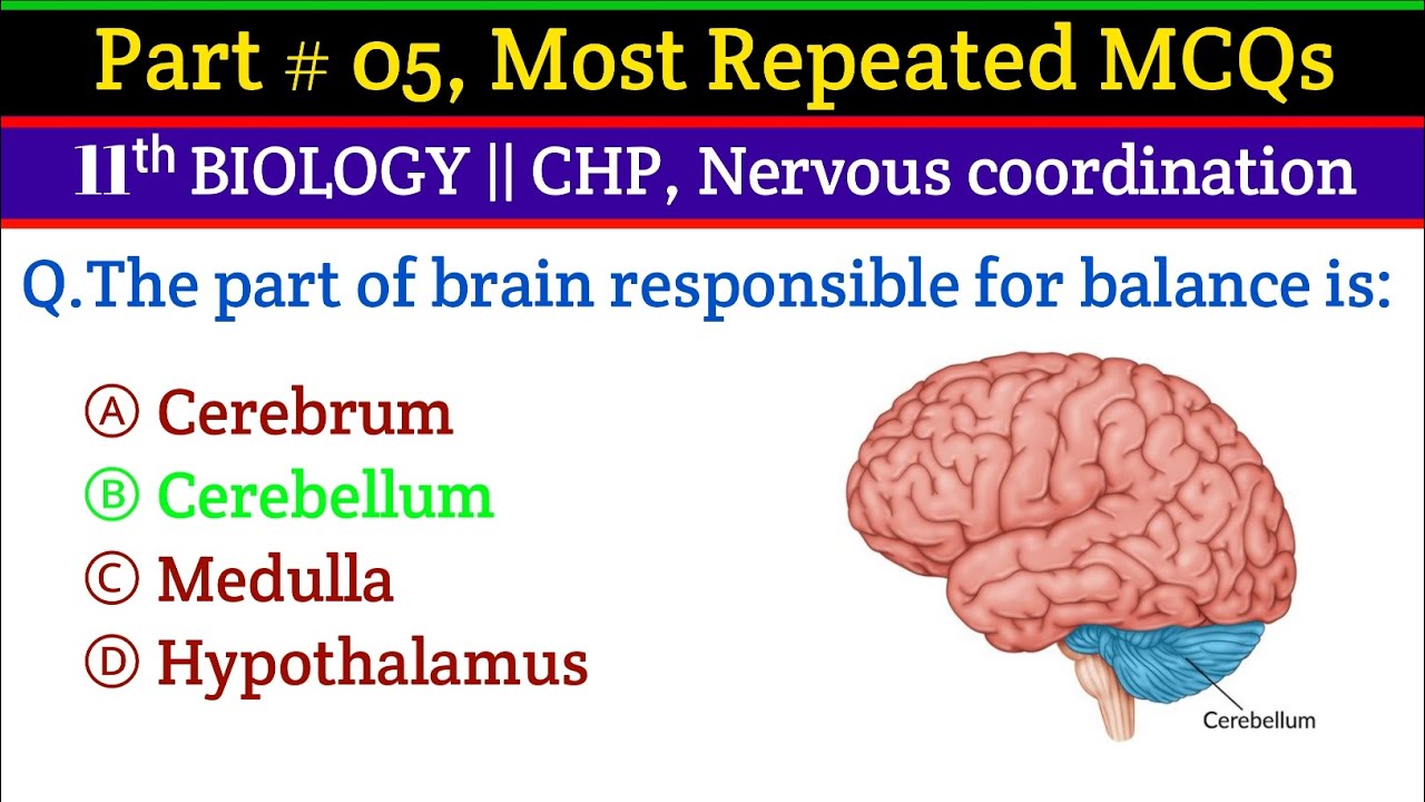 Part # 05, CHP Nervous coordination Top 40 MCQs  | NEET MDCAT NTS PMS CSS Preparation