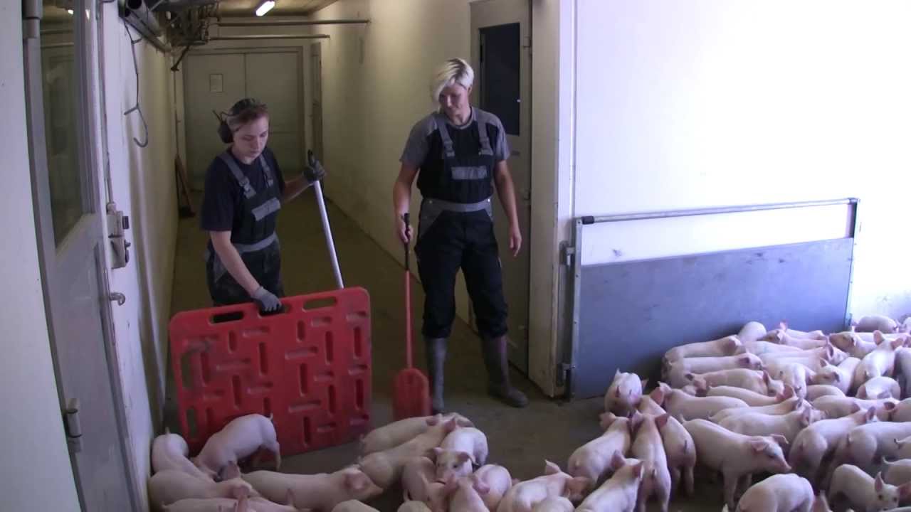 Fravænning og lastning af pattegrise efter introduktion af nye arbejdsrutiner