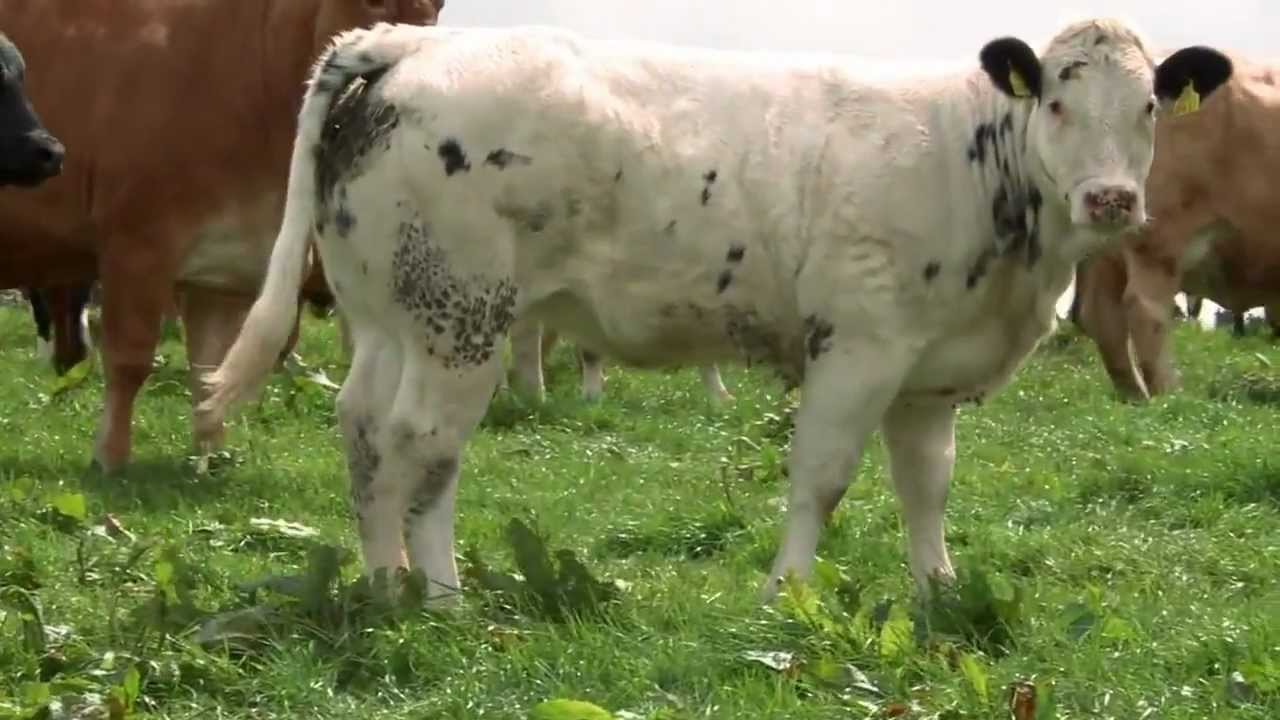 Belgian Blue - Quality Irish Livestock