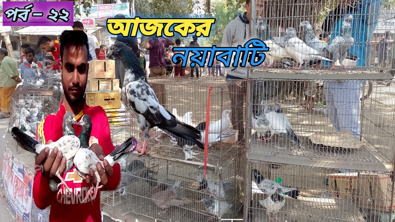 সবথেকে বড়ো কবুতরের হাট খালিশপুর নয়াবাটি(পর্ব ২২)largest pigeon market in khulna khalishpur noyab @BD