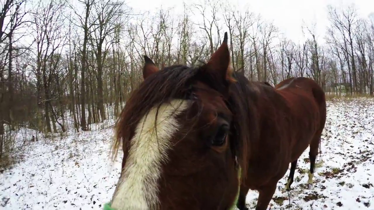 Horse takes a run in the winter forest