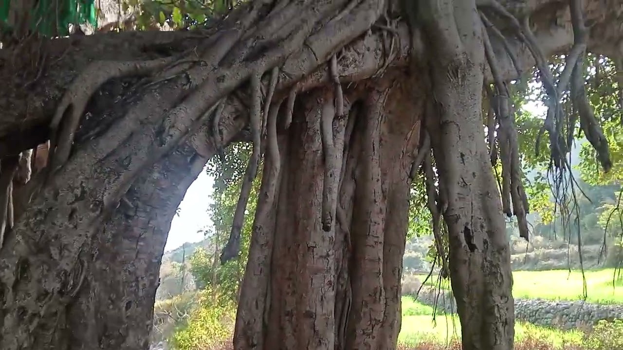 Oldest tree in Islamabad #islamabad #nature #trending #china #tree #usa #pakistan #viral #instagram 