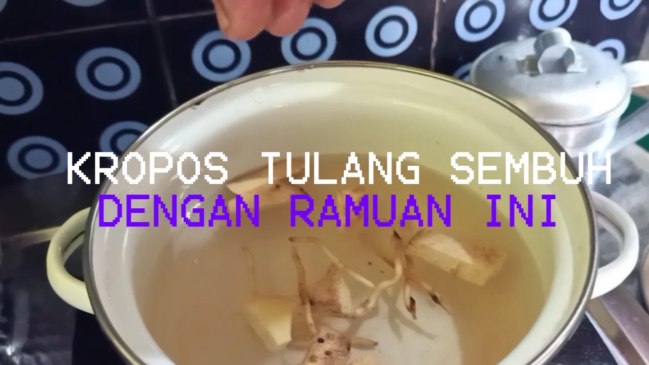 OSTEOPOROSIS! OBAT KEROPOS TULANG DENGAN RAMUAN POHON AREN