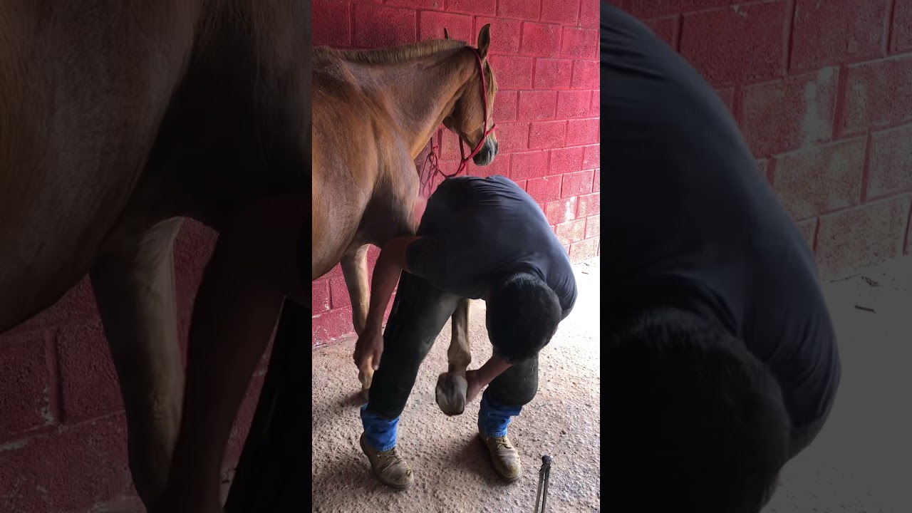 Pinça rolada com guarda casco frontal