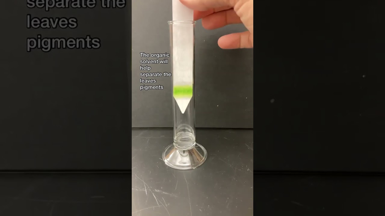 THE HIDDEN COLORS WITHIN A GREEN LEAF #shorts #photosynthesis #biology #chromatography #chlorophyll
