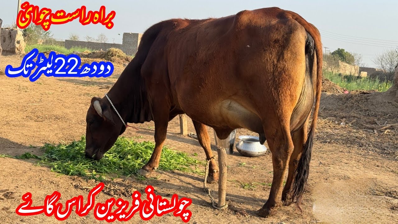  چولستانی فریزین کراس گائے برائے فروخت 26 فروری | Live Milking Cholistani fresian cross cow for sale