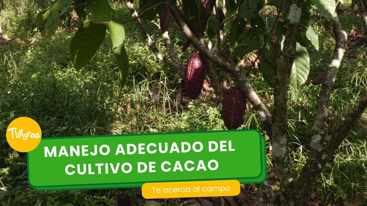 Manejo adecuado del cultivo de cacao- TvAgro por Juan Gonzalo Angel Restrepo
