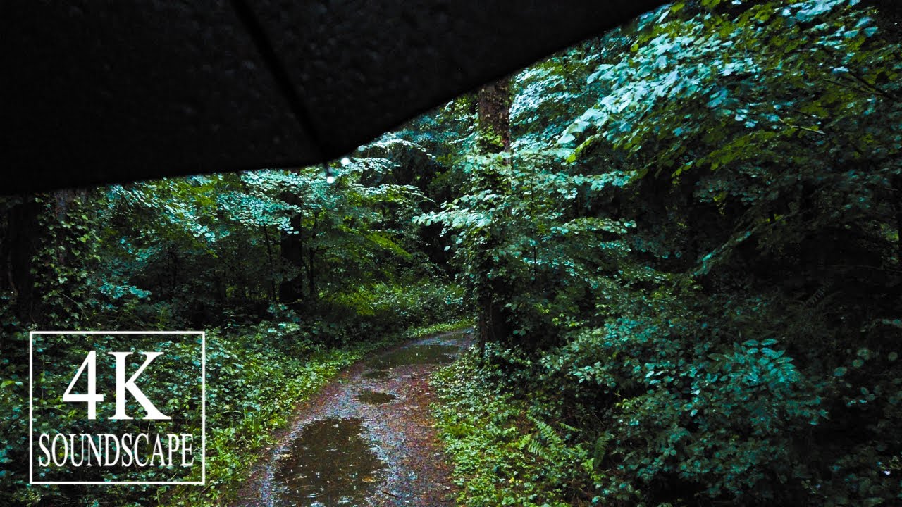 Relaxing Woodland Walk in Thunderstorm | Leigh Woods, Somerset, UK | 4K SOUNDSCAPE