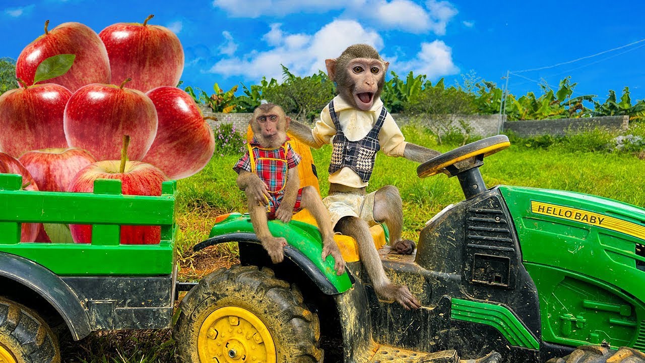 The Bim Bim family's car broke down. What should we do about the apples?