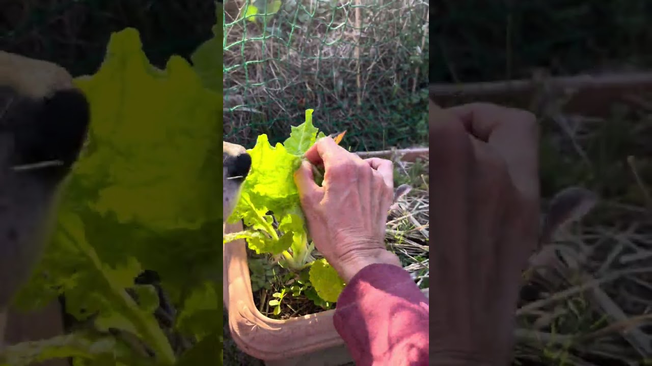 久々のお庭で収穫「菜花が咲きそう😳」2月3日