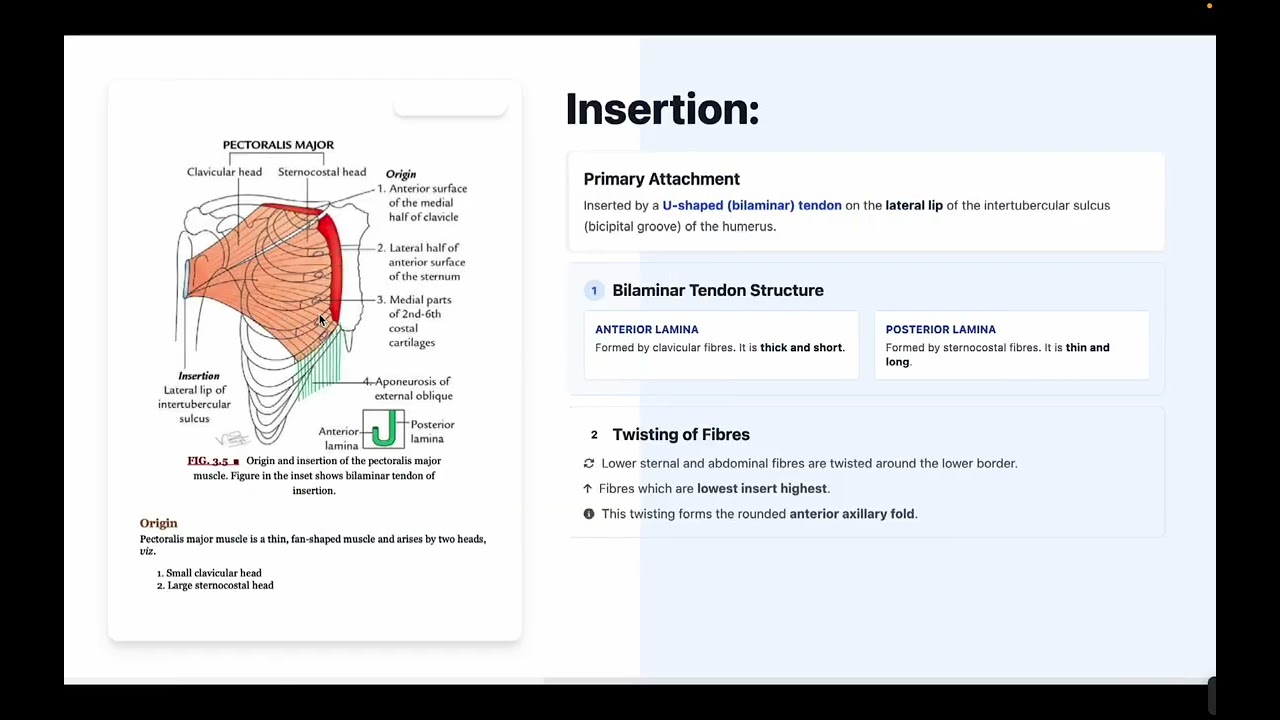 Pectoralis Major Muscle – Origin, Insertion, Action, Nerve Supply