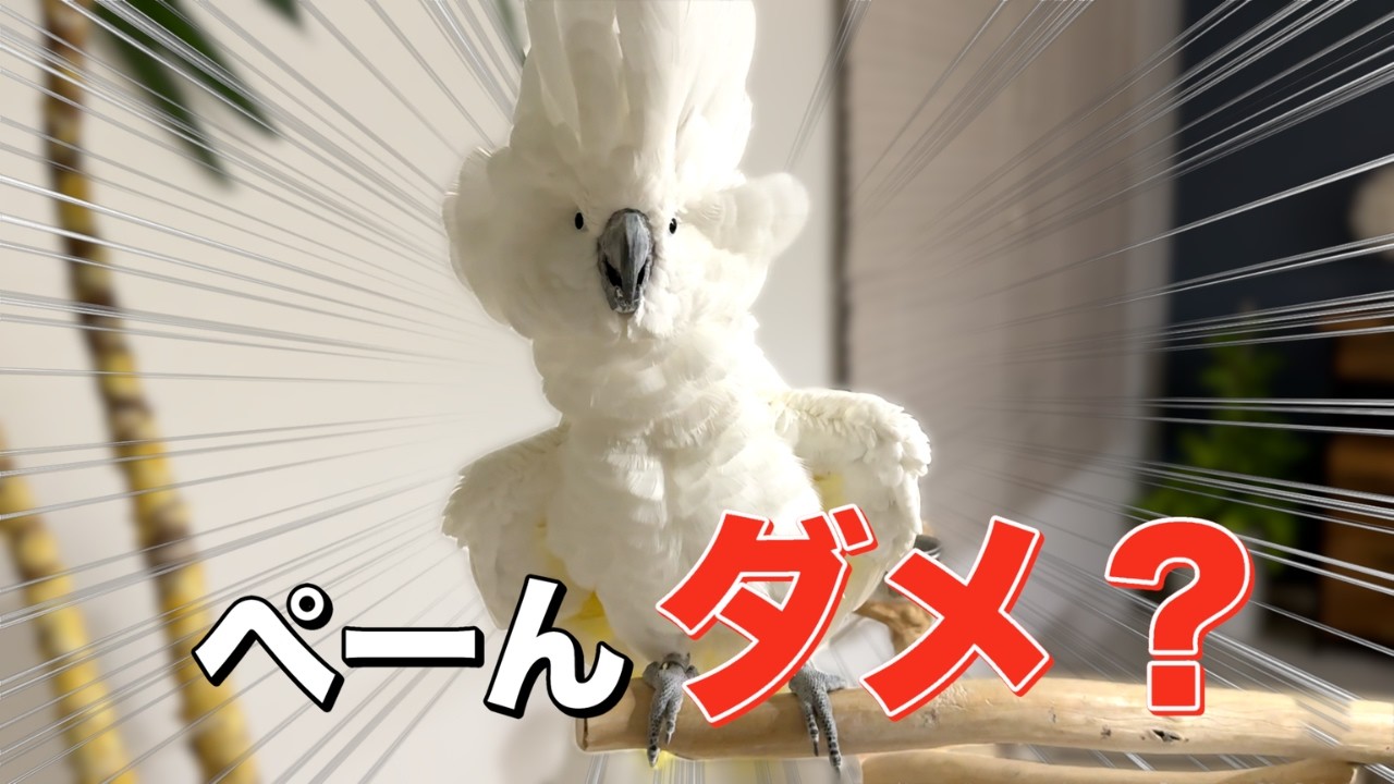 ぺーん…ダメ？ゆきまる氏の空気が急に変わる