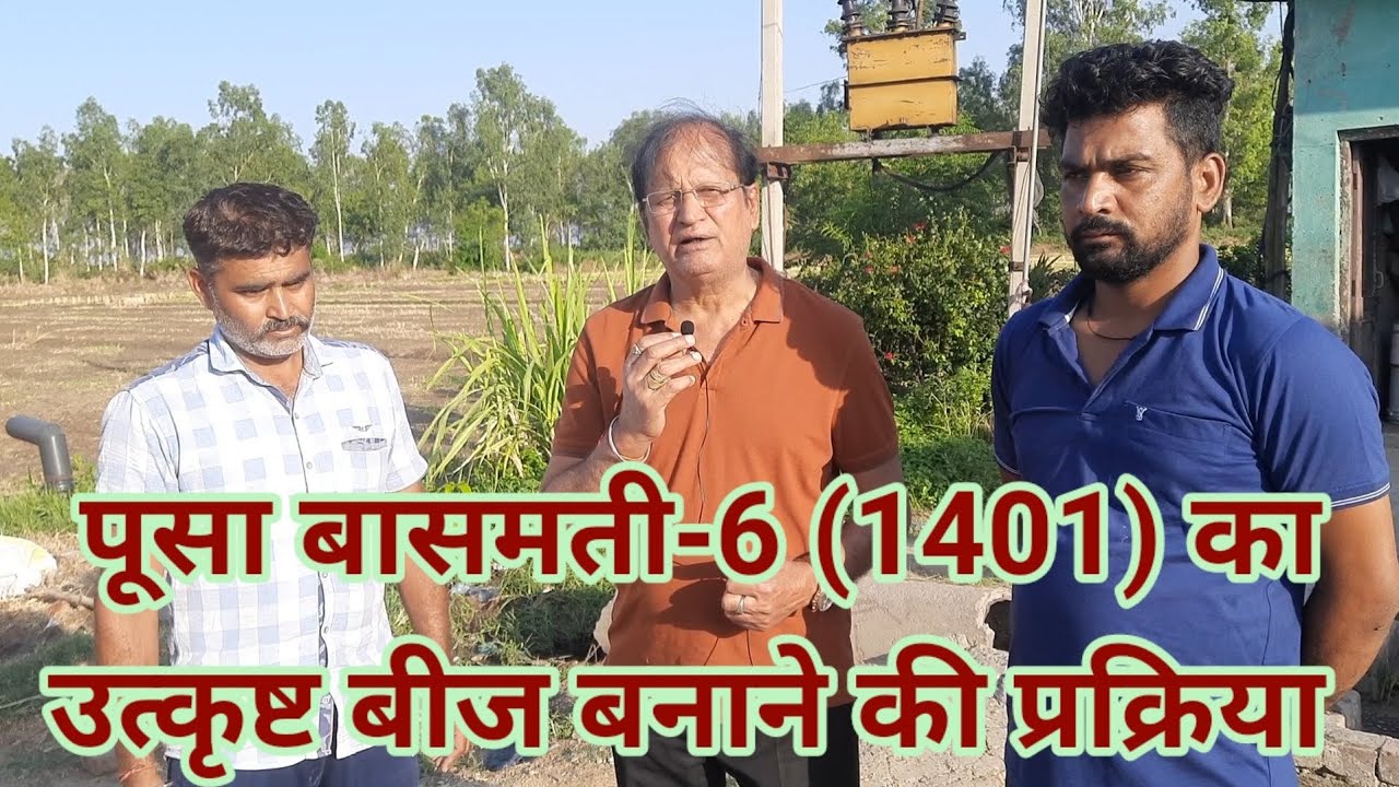 पूसा बासमती-6 (1401) का उत्कृष्ट बीज बनाने की प्रक्रिया PB1401