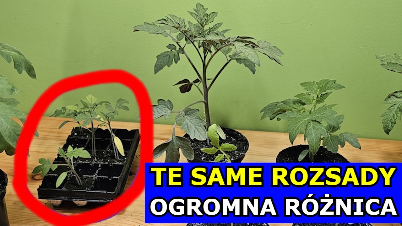 Te Same Rozsady - Ogromna R&oacute;żnica. Kluczowa Pielęgnacja Pomidora i Papryki. Pikowanie Warzyw Uprawa.