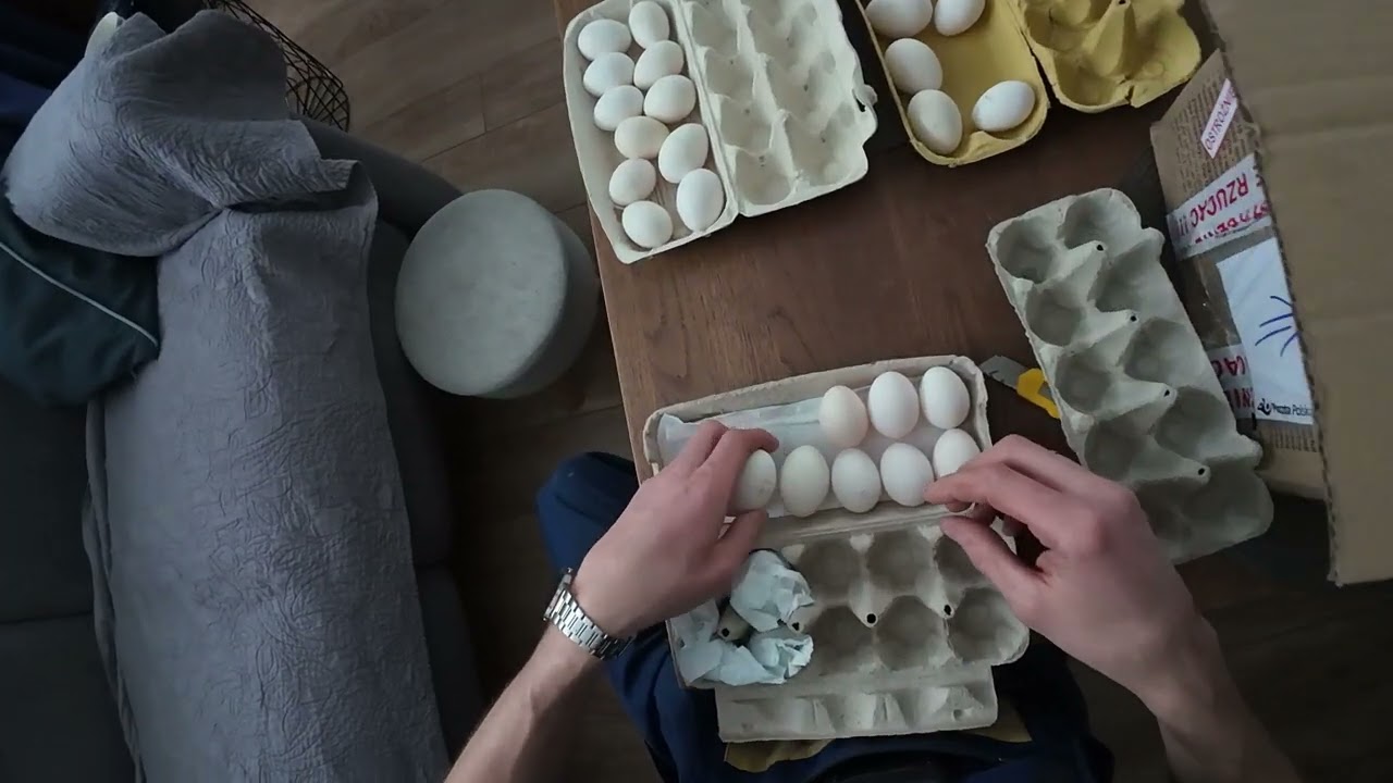 Wykluwamy pisklaki 2026#czubatka#silka#czubatkapadewska#inkubator