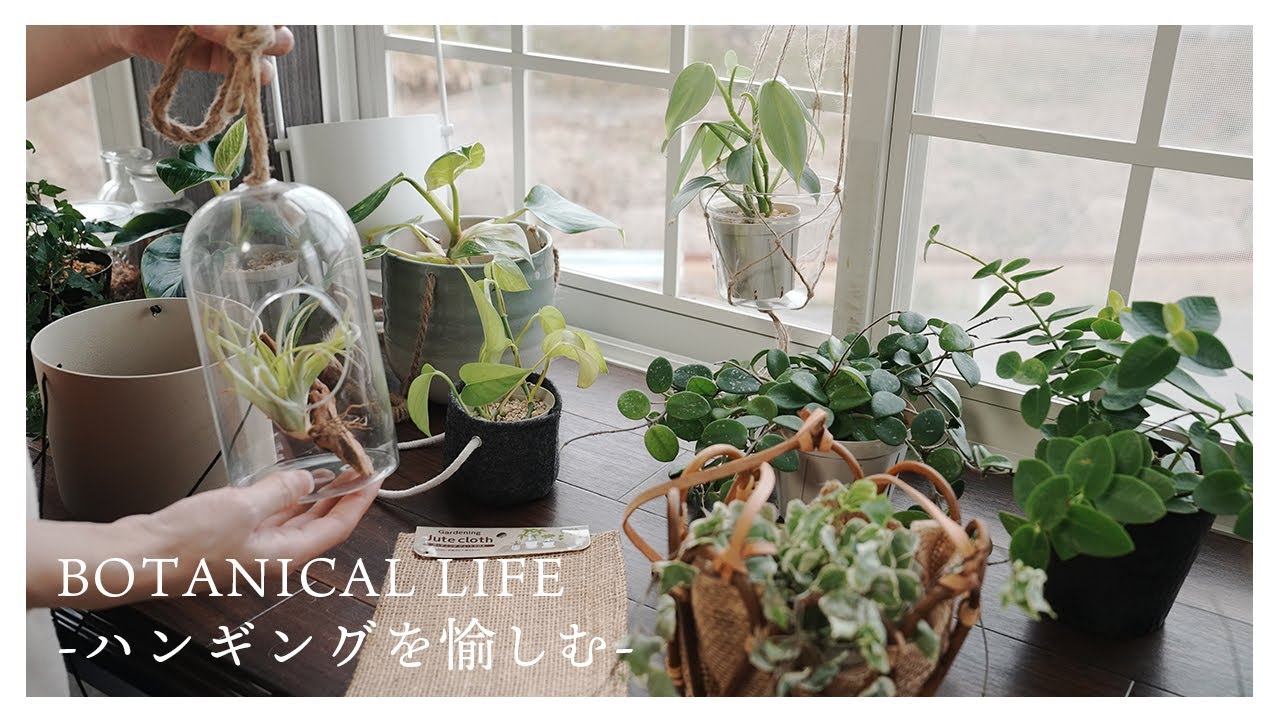 ハンギングに合うおすすめ植物5選とアイテムの紹介｜マクラメ作り