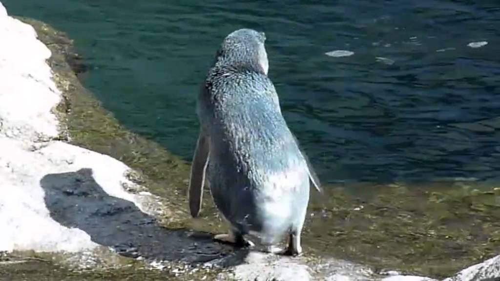 Little Blue Penguin.MP4