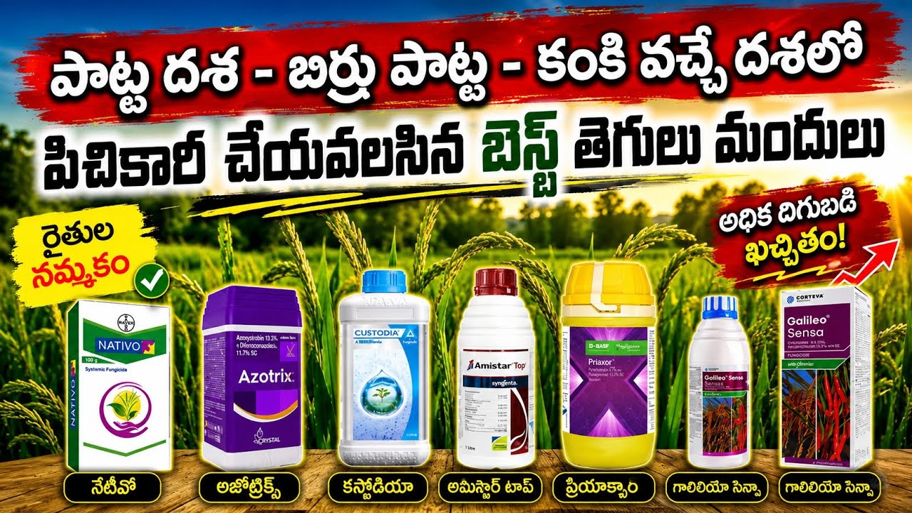 పొట్ట - బిర్రు పొట్ట - కంకి వచ్చే దశలో స్ప్రే చేసే తెగులు మందులు 