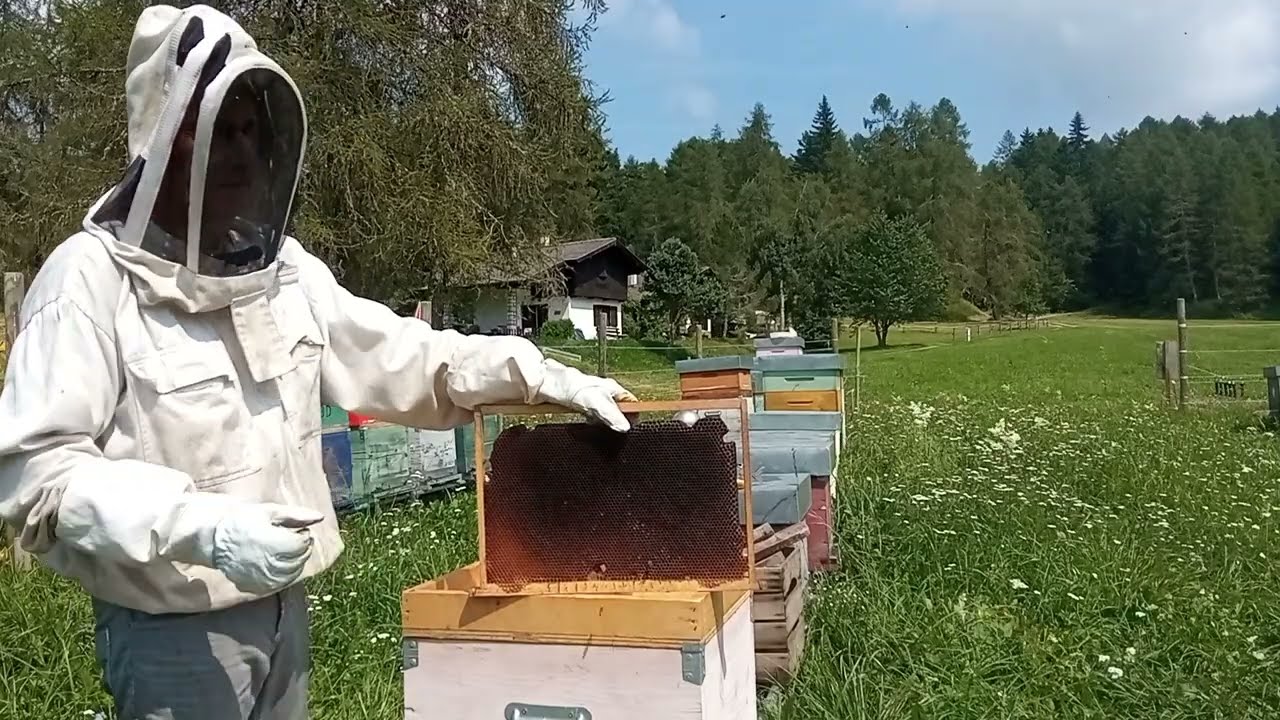 Rinnovo dei favi del nido.