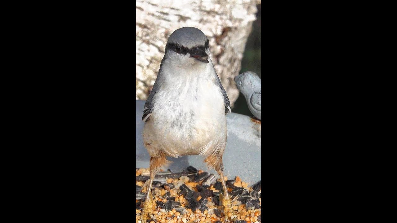 Bird feeding in my backyard!❄️❄️