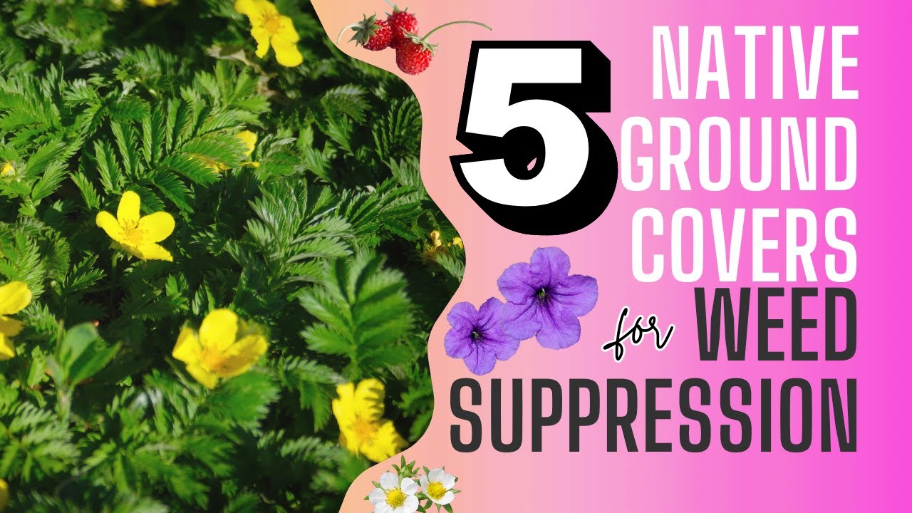 Top 5 Native Groundcover Plants for Effective Weed Suppression 🌱