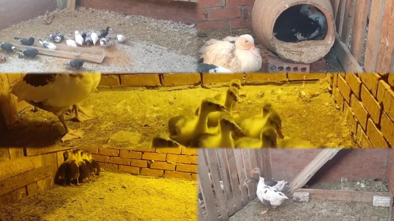 روتين عند الطيور والحمام فى البيت الجديد 🏡صلوا على النبي جمعه مباركه على الجميع بحبكم في الله اخواتي