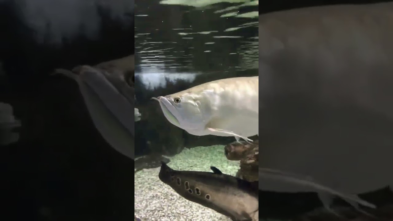 CAKEP BENAR IKAN UNTUK PAJANGAN 