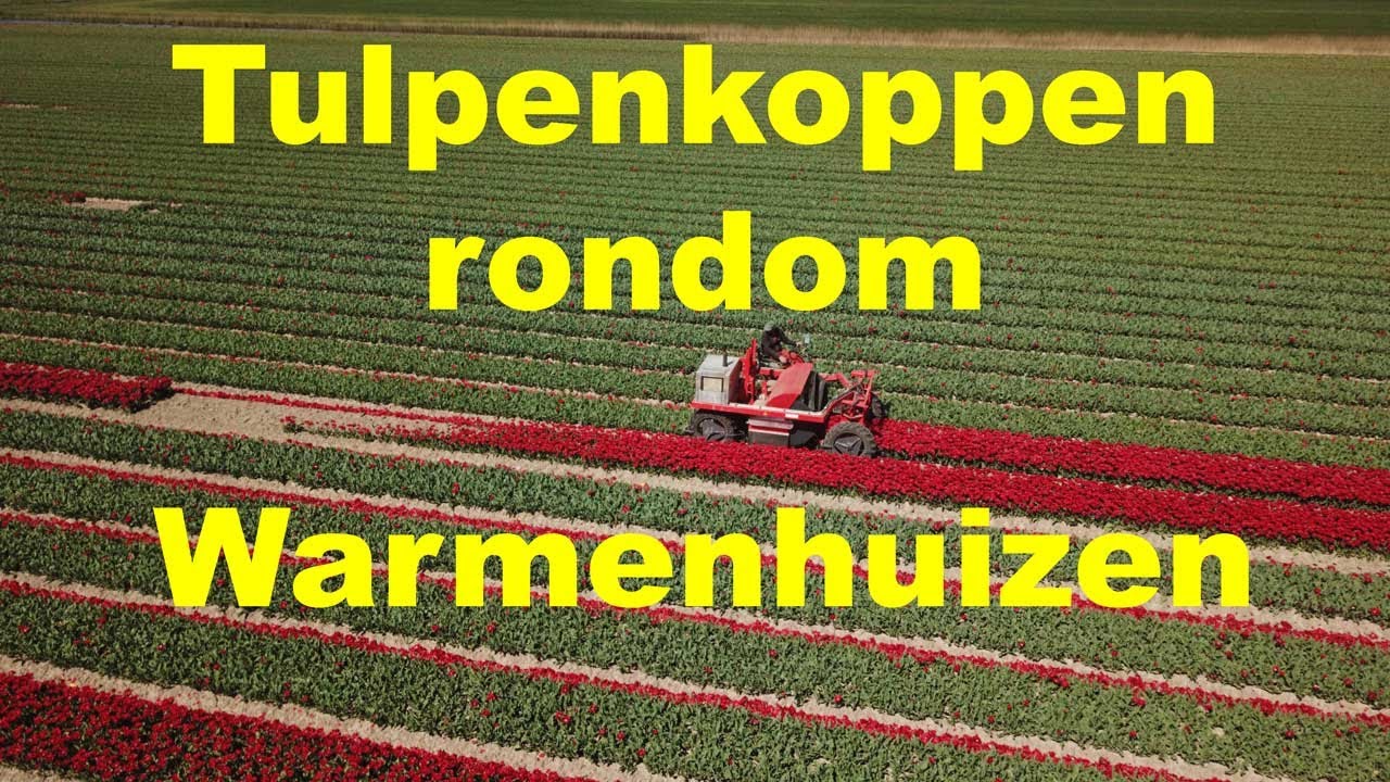Tulpenkoppen Warmenhuizen