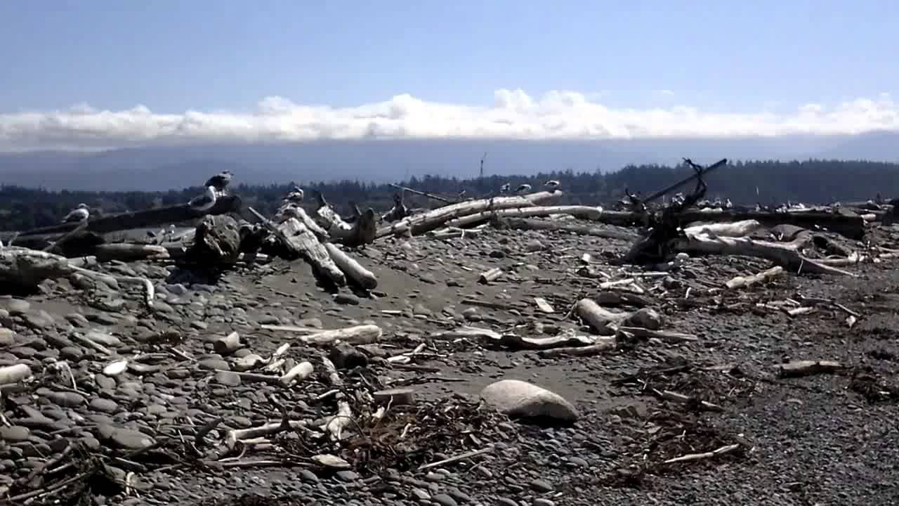 Dungeness Spit--Sequim, Washington