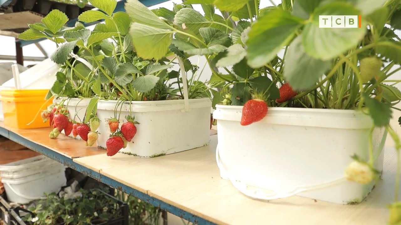 Клубника из теплицы и грунтовая. Торф против гидропоники