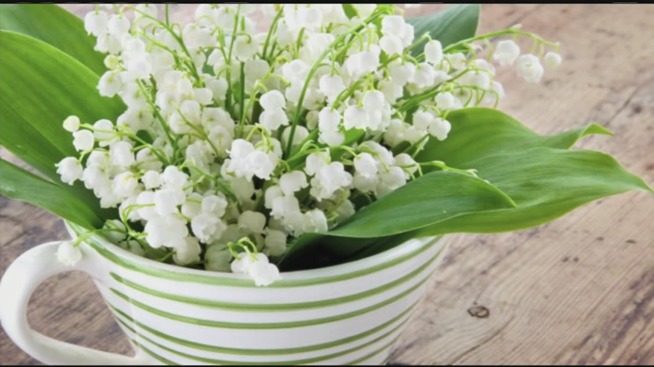 Mass Appeal Herbs A-Z: 'L' herbs