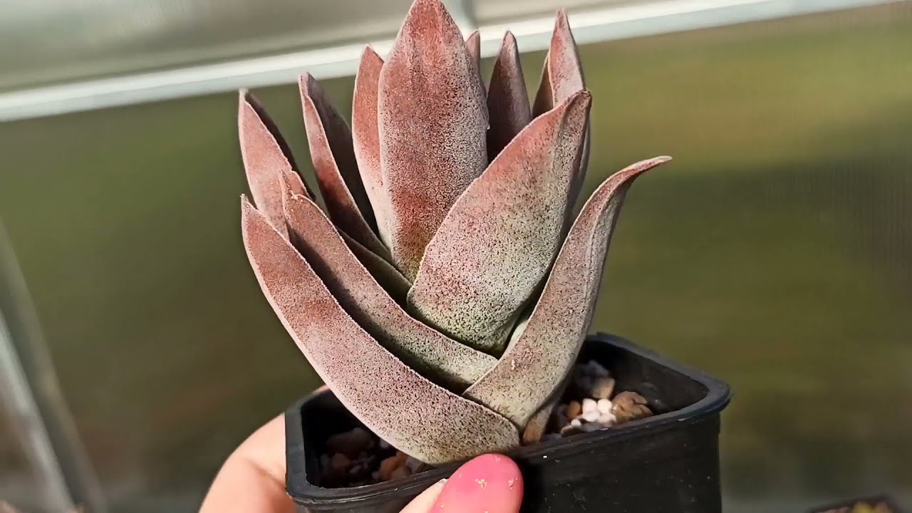 Крассула Garnet Lotus: простой способ размножения