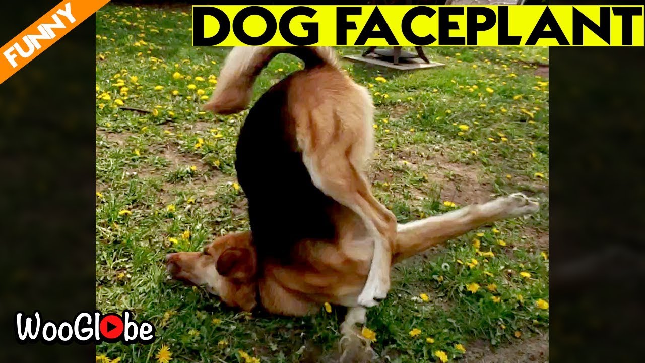 Epic Slow Motion Dog Jump Fail