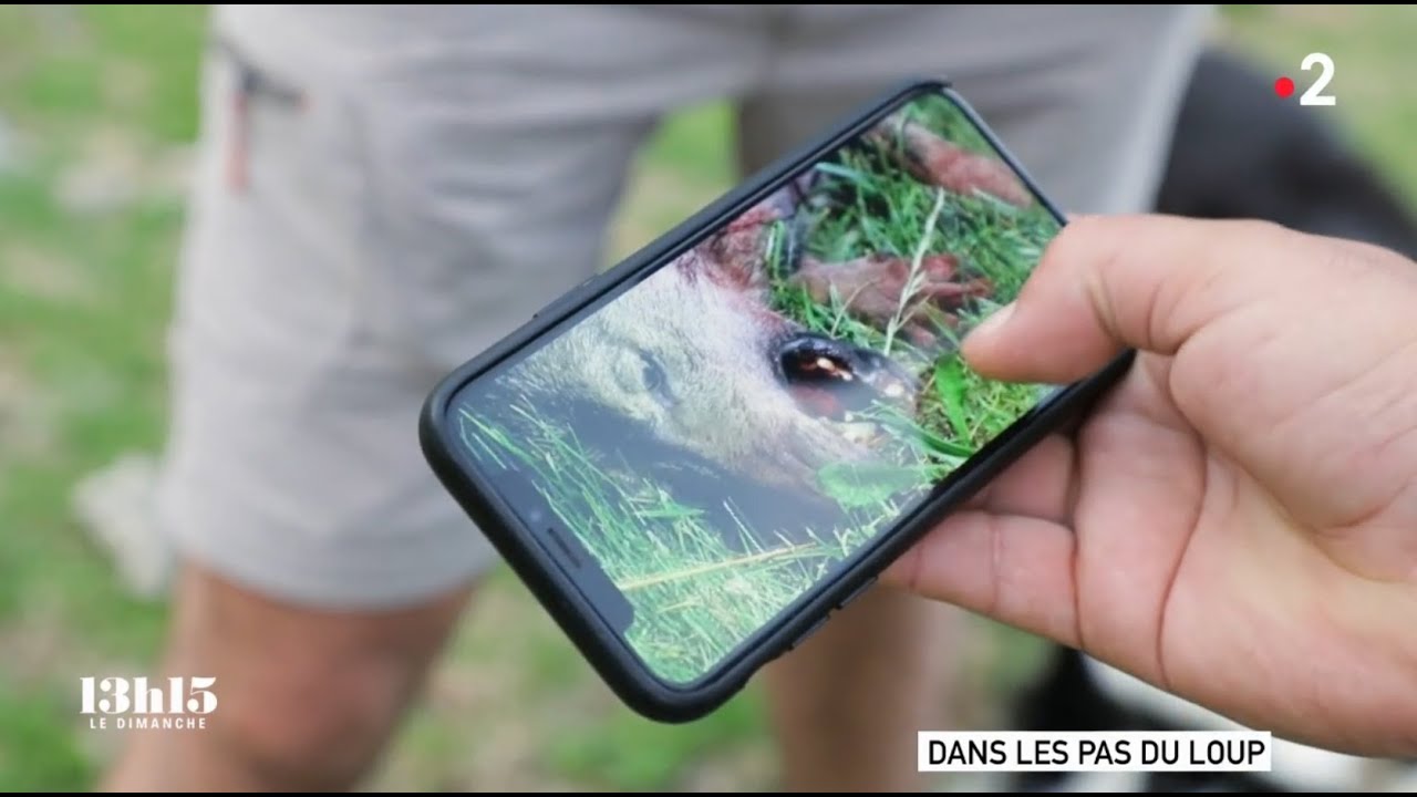 🇫🇷 🐺 “13h15, le dimanche” : « Le retour du #loup » - 4/10/2020