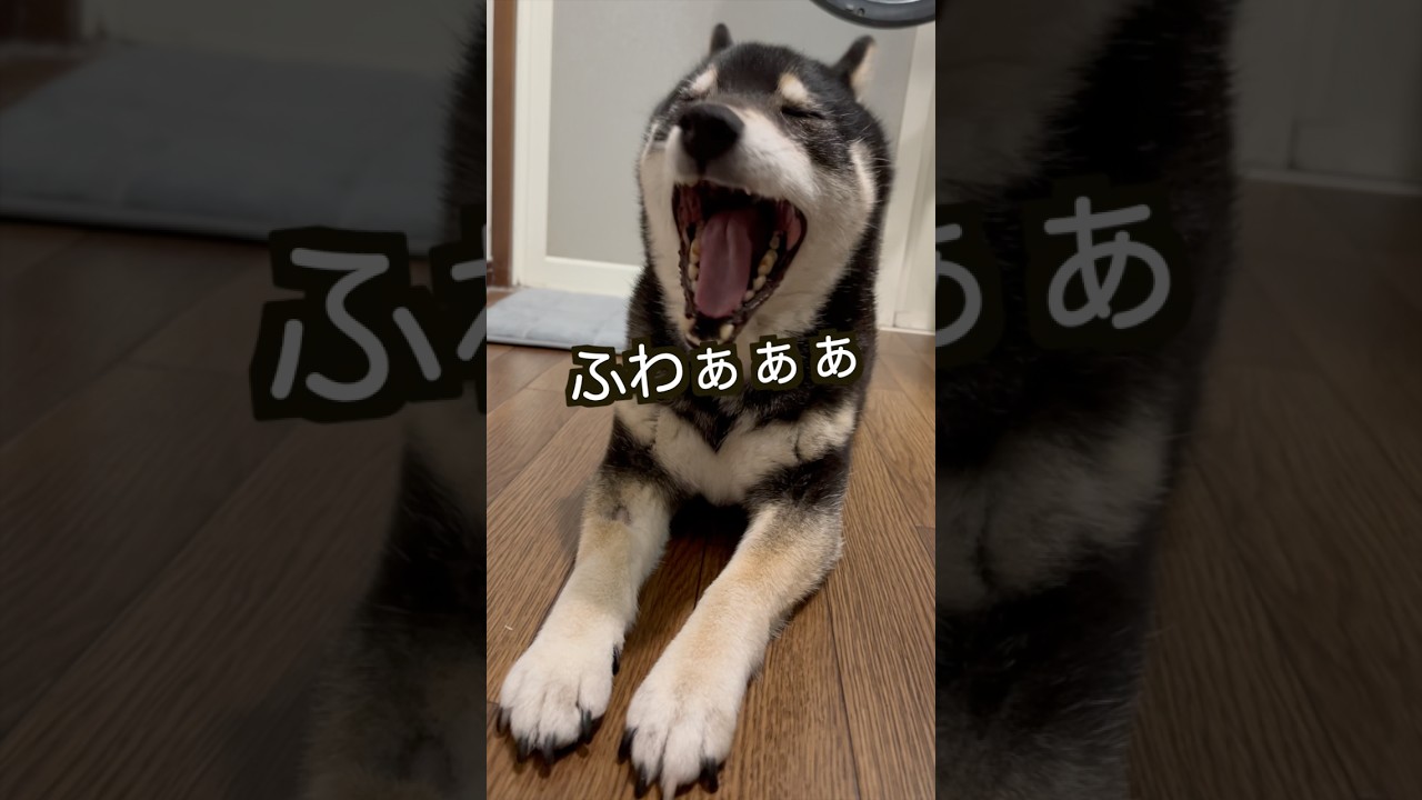 【柴犬】柴犬はルーティンが大事💕 #shiba #柴犬 #黒柴