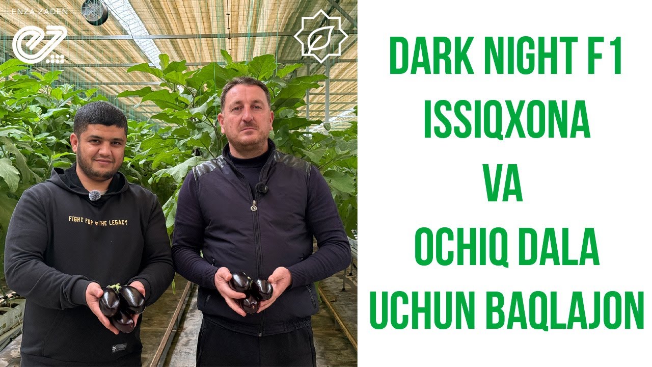 Dark Night F1 (Issiqxona va ochiq dala uchun baqlajon) #baqlajon #uzbekistan #agro #issiqxona