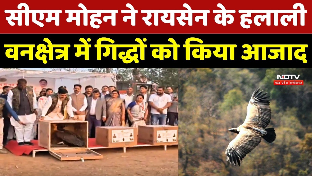 CM Mohan Yadav ने Raisen के हलाली वनक्षेत्र में गिद्धों को किया आजाद |Madhya Pradesh News | Vultures