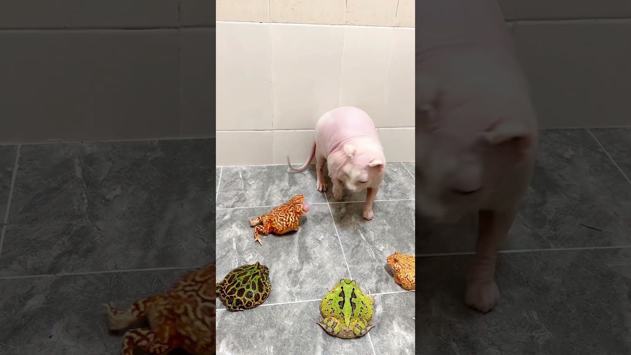 猫哥怂了 #funny #frog #animals