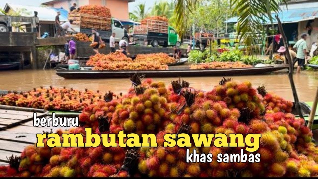 Proses pengambilan buah rambutan khas sambas dari kebun sampai ke pasar