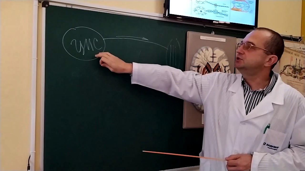 Лекція. Спинний мозок. ЗДМК. ua