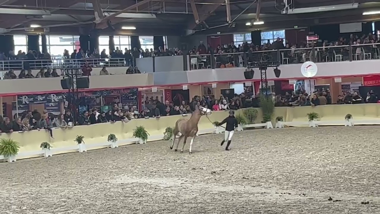 Goldwyn d'Embets Lays étalons défilé Salon étalons St Lo